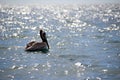 Pelican bird photograph