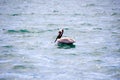 Pelican bird photograph