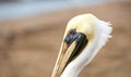 Pelican Bird Profile Head Close Up Royalty Free Stock Photo