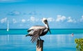 Pelican bird resting on the wooden pillar in front of the sea wa