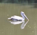 Pelican Bird Royalty Free Stock Photo