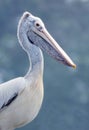 Pelican Bird Side Profile