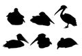 Pelican bird Silhouettes-Vector