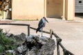 ROMA, ITALY - JULY 2019: Pelican bird sits on a fence in a zoo