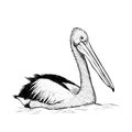 Pelican bird sketch black and white hand drawing.