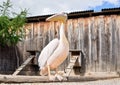 Pelican bird standing on wooden log, blurred wooden farm fence background, closeup detail Royalty Free Stock Photo