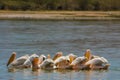 Pelican bird swim in lake in the wild nature