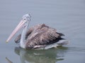 Pelican Bird Swimming