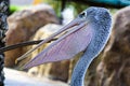 Pelican Royalty Free Stock Photo