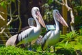 Pelican bird tropical forest