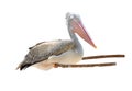 Pelican bird Royalty Free Stock Photo
