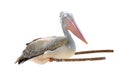 Pelican bird