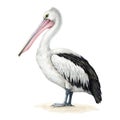 Pelican bird watercolor illustration. Hand drawn Pelecanus conspicillatus avian. Beautiful Australian pelican wildlife Royalty Free Stock Photo