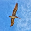 Pelican Bird wingspan