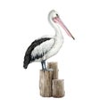 Pelican bird on a wooden bollard. Watercolor illustration. Hand drawn wildlife waterfowl avian. Australia native bird Royalty Free Stock Photo