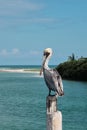 Pelican bird on wooden pole bridge by the ocean in Tulum Mexico Royalty Free Stock Photo