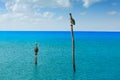 Pelican birds in Caribbean beach Mexico Royalty Free Stock Photo