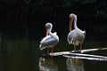 Pelican birds Royalty Free Stock Photo