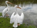 Pelican birds near lake, Lithuania Royalty Free Stock Photo