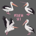 Pelican Birds Set. Animals in the Wild. Wildlife Seabirds. Watercolor Waterbird Royalty Free Stock Photo