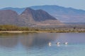 Pelican bird swim in lake in the wild nature