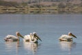 Pelican bird swim in lake in the wild nature