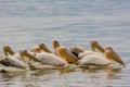 Pelican birds in the wild nature swim on a lake