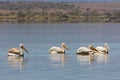 Pelican birds in the wild nature swim on a lake