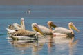 Pelican birds in the lake