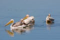 Pelican birds in the lake Royalty Free Stock Photo