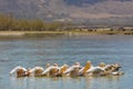 Pelican birds in the lake