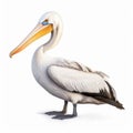 Pelican And Black-browed Albatross Painting