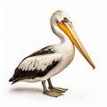 Pelican And Black-browed Albatross Painting