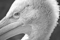 Pelican black and white in portrait. White plumage, large beak, marine bird