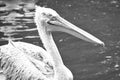 Pelican black and white, swimming in the water. White gray plumage, large beak Royalty Free Stock Photo