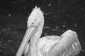 Pelican black and white, swimming in the water. White gray plumage, large beak Royalty Free Stock Photo