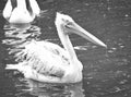 Pelican black and white, swimming in the water. White gray plumage, large beak