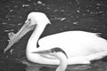 Pelican black and white, swimming in the water. White gray plumage, large beak Royalty Free Stock Photo