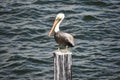 Pelican on blue sea background in Florida`s Historic Coast .in Florida`s Historic Coast.