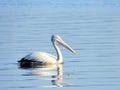 Pelican in Blue Waters