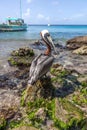 Pelican and boat Royalty Free Stock Photo