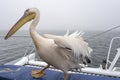 pelican on boat deck, Walvis Bay, Namibia Royalty Free Stock Photo