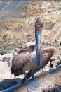 Pelican on boat launch dock in harbor of Cabo San Lucas Baja Mexico Royalty Free Stock Photo