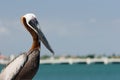 Pelican and Bridge.