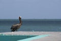 Pelican Bridge CataÃÂ±o Puerto Rico Royalty Free Stock Photo