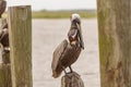 Pelican Royalty Free Stock Photo