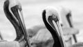 Pelican Brown Pacific Coast Wildlife Bird Closeup 16.9 Black And White