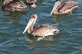 Pelican on the California Coast Royalty Free Stock Photo