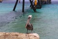 Pelican Caribbean Bird nature Bonaire island Caribbean Sea