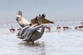 Pelican Caribbean Bird nature Bonaire island Caribbean Sea